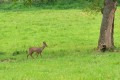 Chevreuil sur mon parcourt journalier